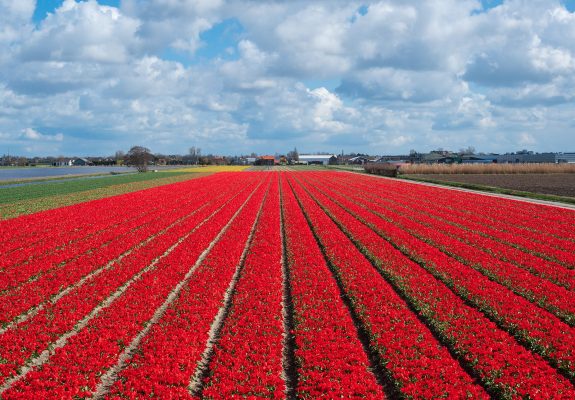 Visit a tulip farm in Holland