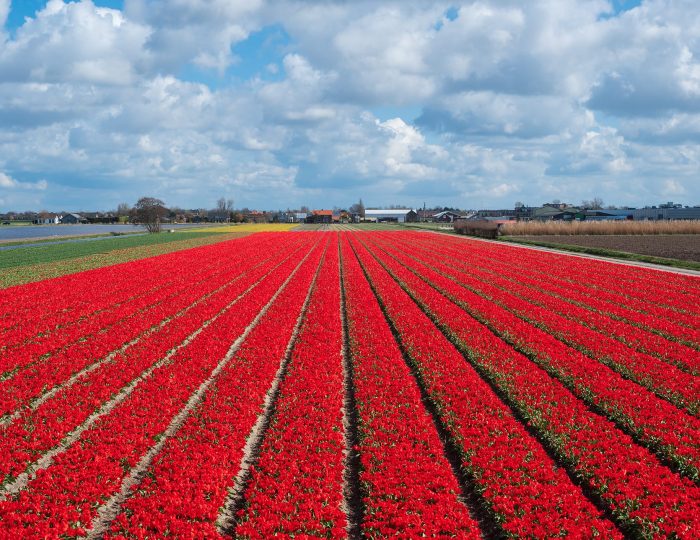 Visit a tulip farm in Holland