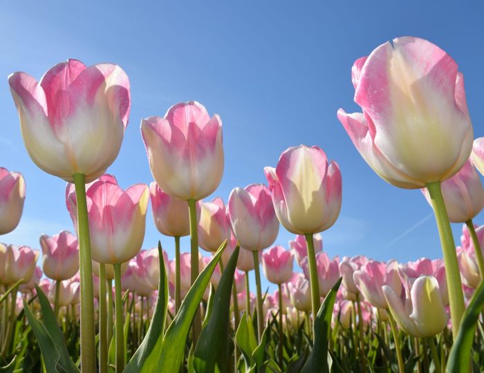 Dutch Tulips