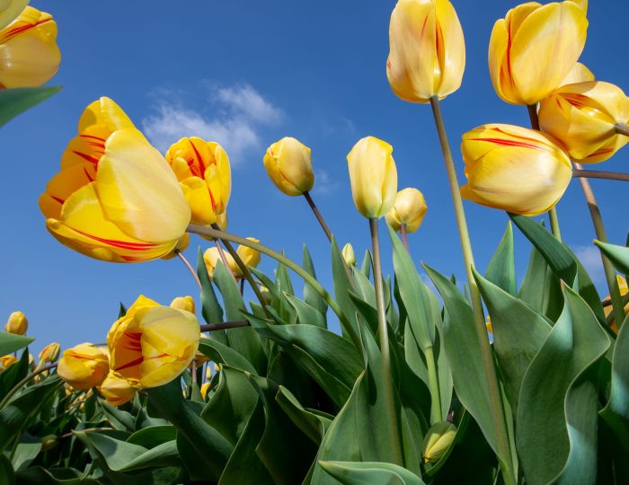 Wild yellow tulips
