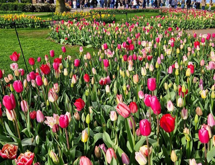 Keukenhof 75 years