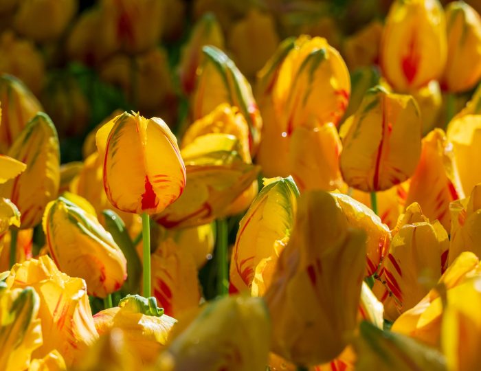 Keukenhof 75 years jubilee Holland