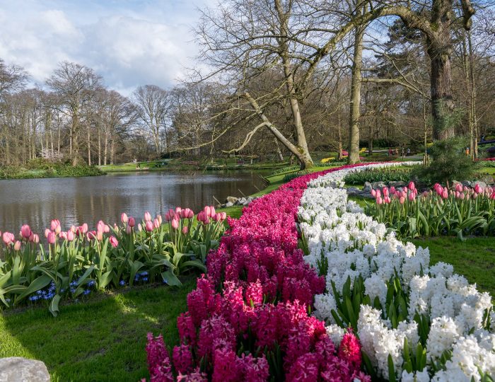 Keukenhof Spring Gardens Holland
