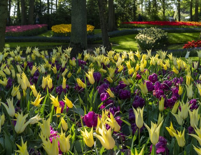 Private Tulip Tours