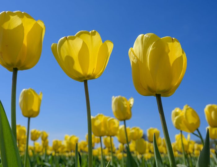 Keukenhof Tulip Tours