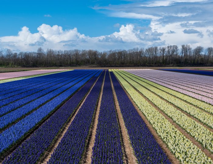 Hyacinths Holland