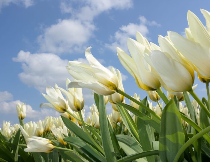 Springtime Holland