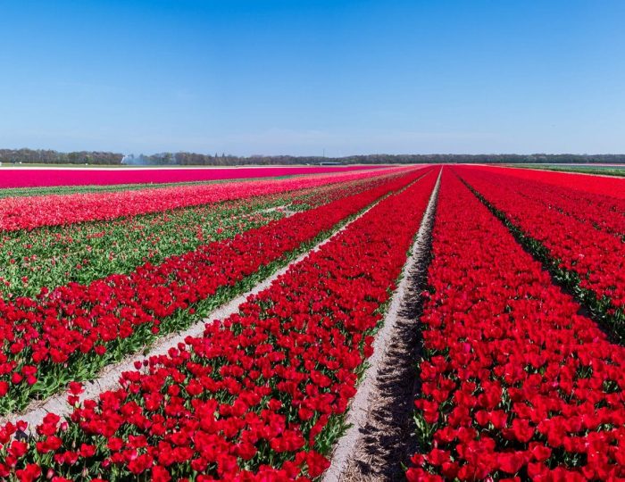 Tulip Tours Holland