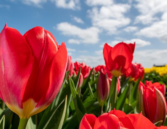 Red Tulips Holland