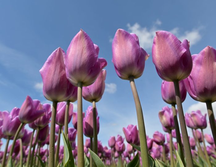 Flower Tours Hollandsite