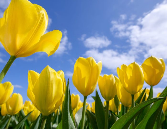 Yellow Tulips Holland