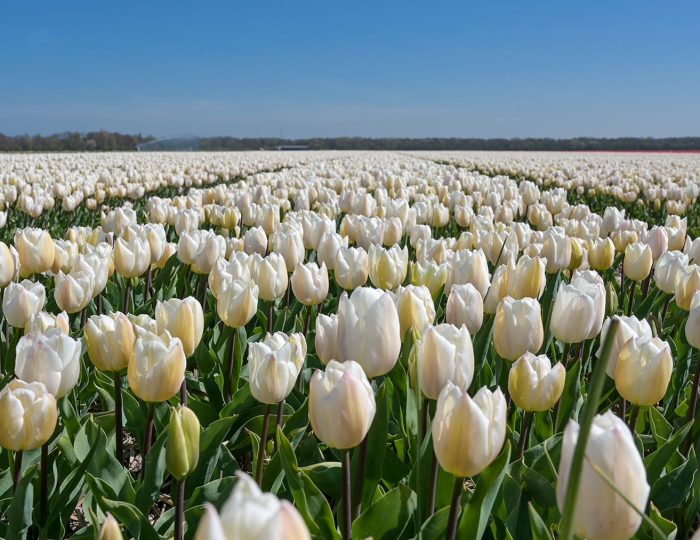 Tulip Tours Holland