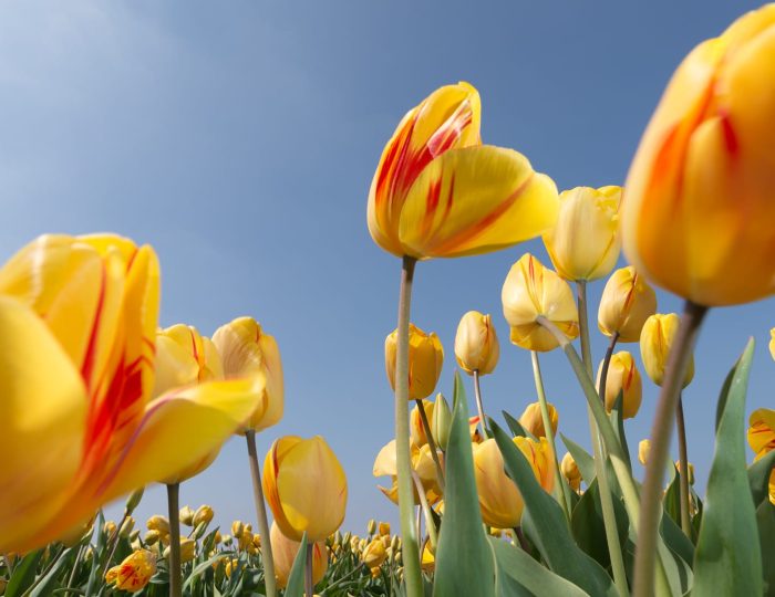 Hollandsite Dutch Tours